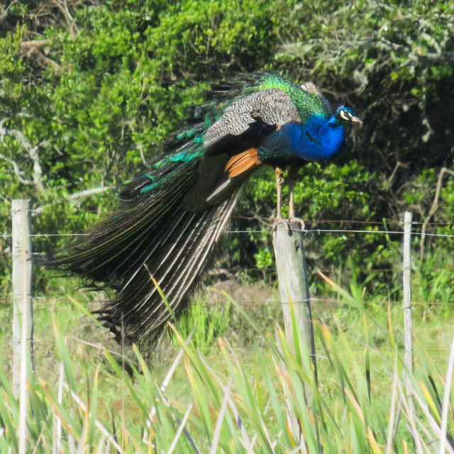 "Peacock Post" stock image