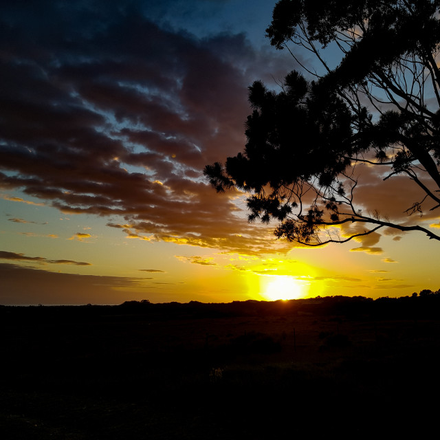 "Blue gum Sunrise" stock image