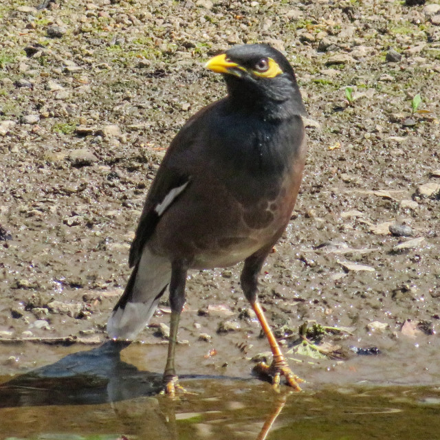 "Indian Mynah" stock image