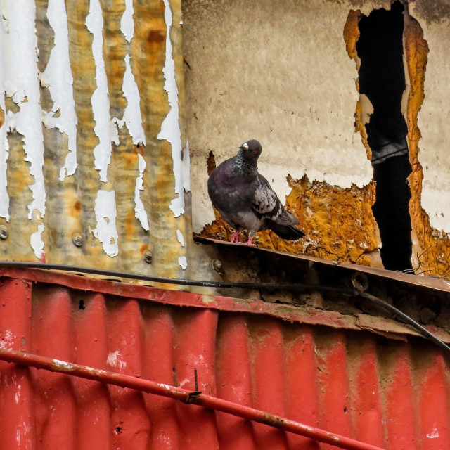 "City Bird" stock image