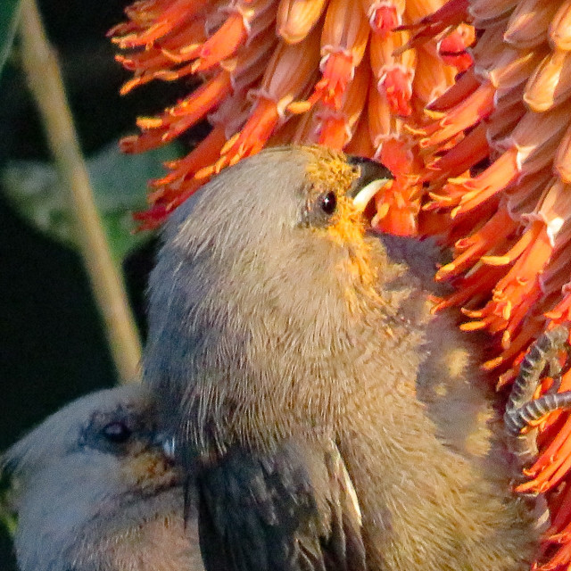 "Mousebird ♤" stock image