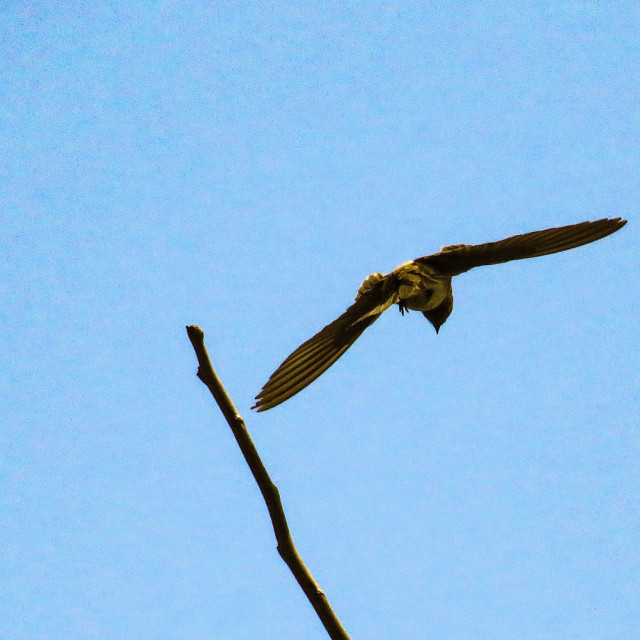 "In Flight" stock image