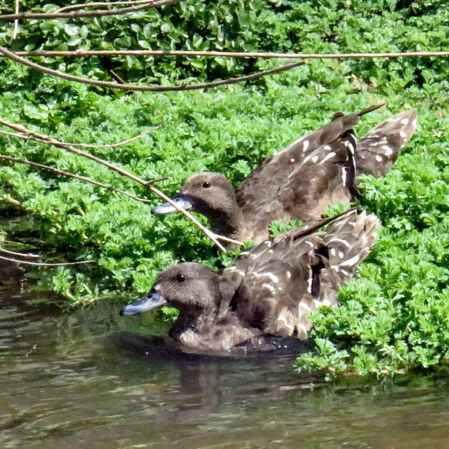 "Duo of Ducks" stock image