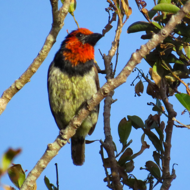 "Black-collered Barbet" stock image