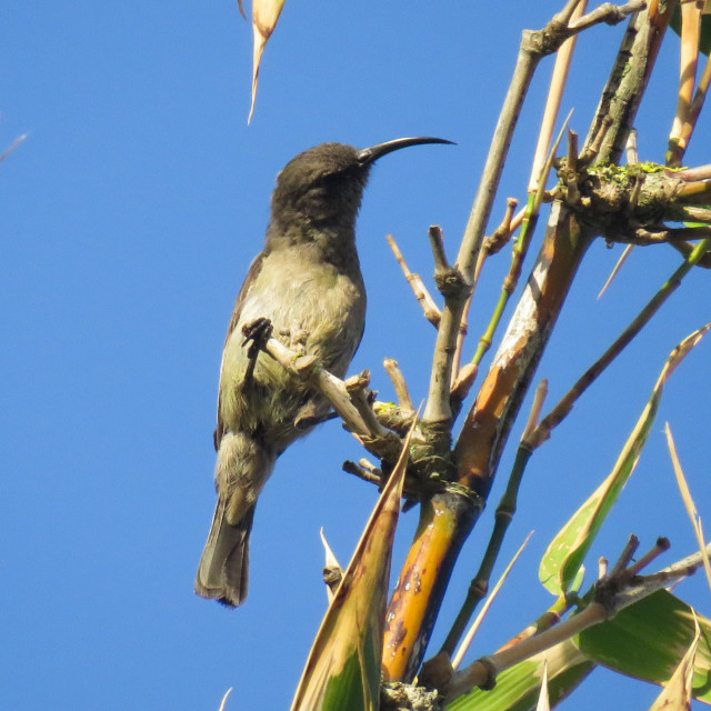 "Female Sun Bird •" stock image