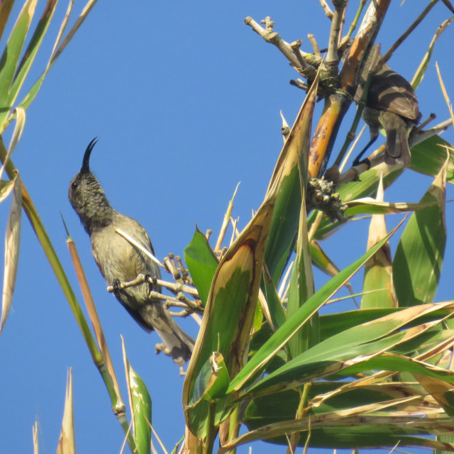 "Song Bird" stock image