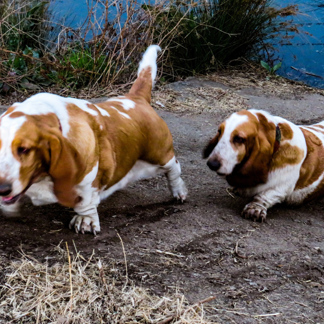 "Basset Hounds •" stock image