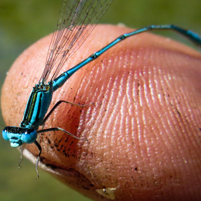 "Damselfly □" stock image