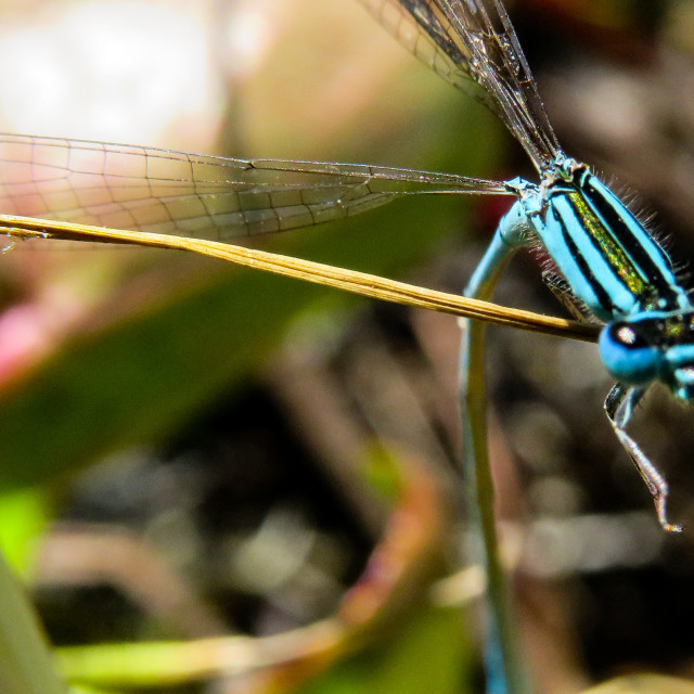 "Damselfly ♤" stock image