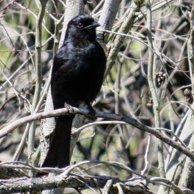 "Blackbird" stock image