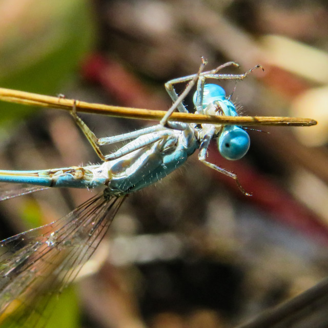 "Damselfly ♧" stock image