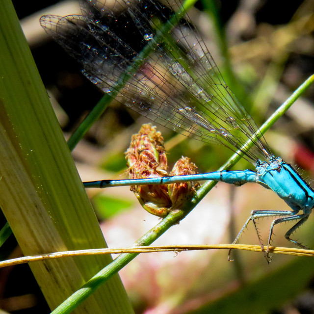 "Damselfly" stock image