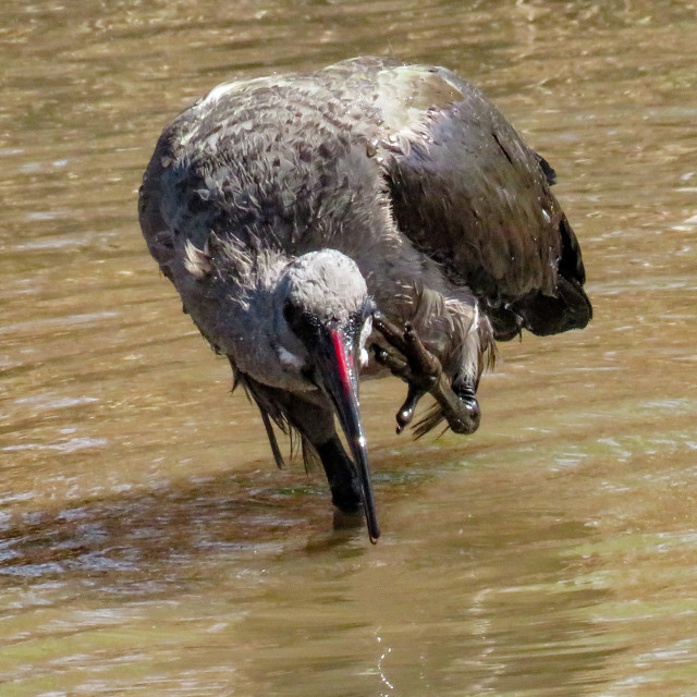 "The Itch" stock image