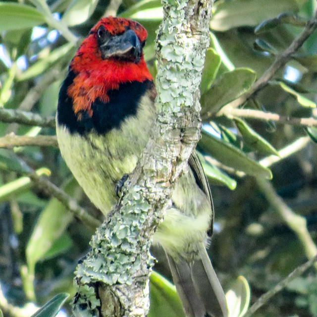 "Barbet ■" stock image