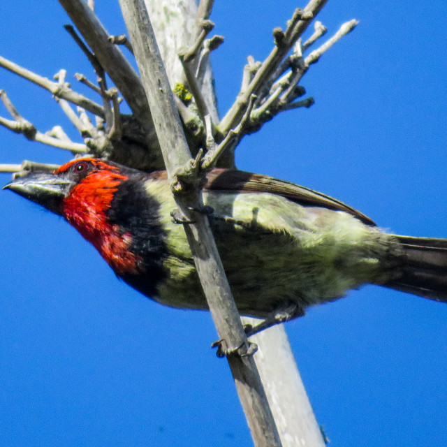 "Barbet ♧" stock image