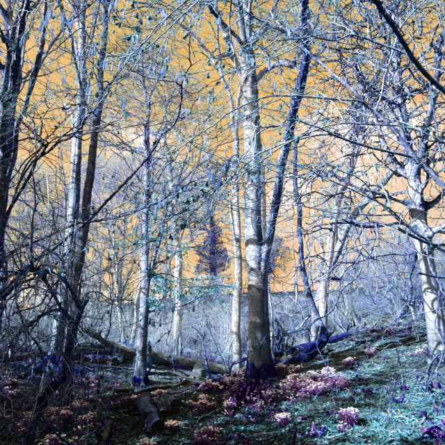 "Mysterious Forrest # 2" by Len Howell - $12.64 "Mysterious Forrest # 2" stock image