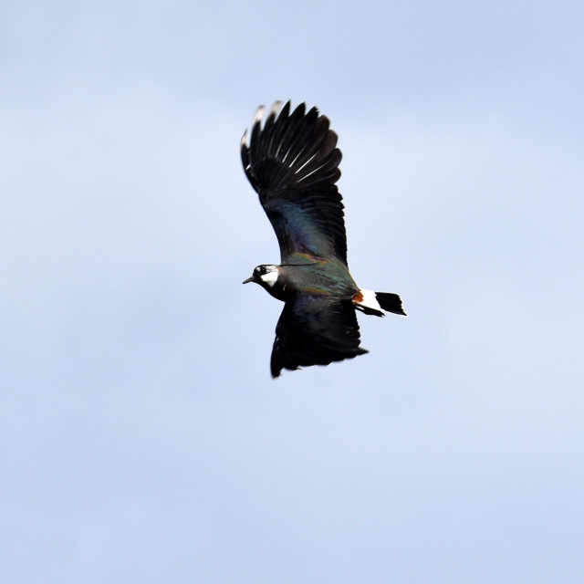 "Lapwing in Flight" stock image