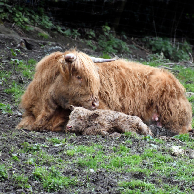 "New Born Cow" by Len Howell - $12.64 "New Born Cow" stock image