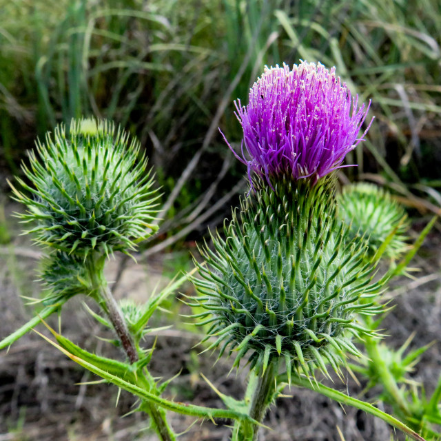 "Scottish Thistle" stock image