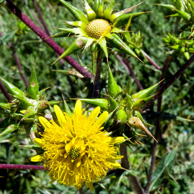 "Veld Flowers ○" stock image