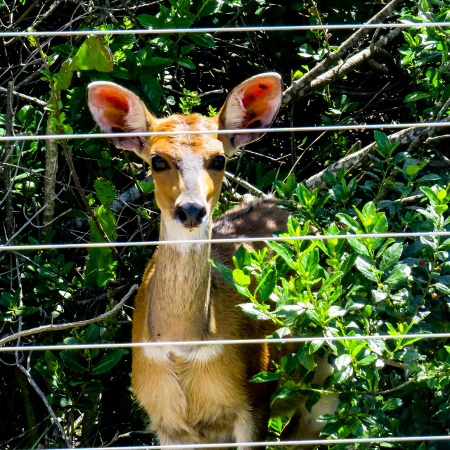 "Bambi" stock image