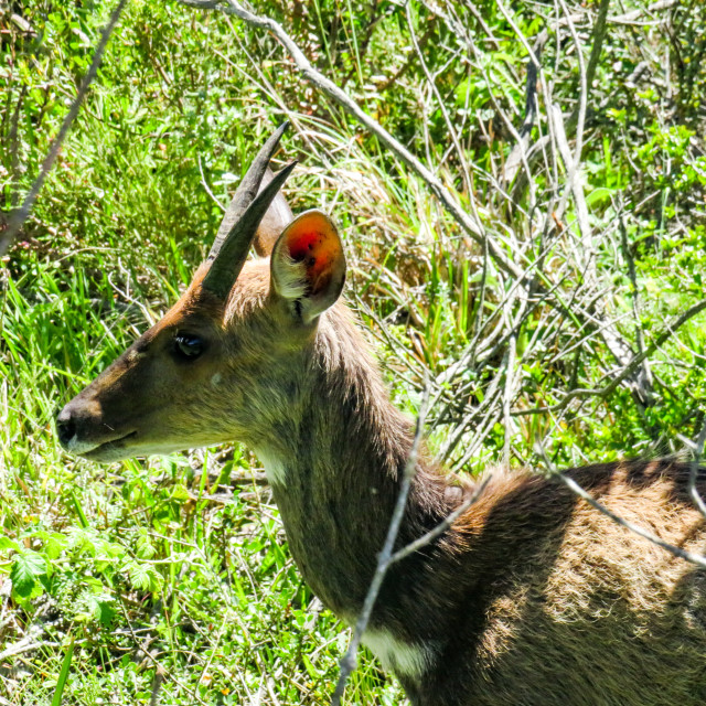 "Cape Antelope Male" stock image