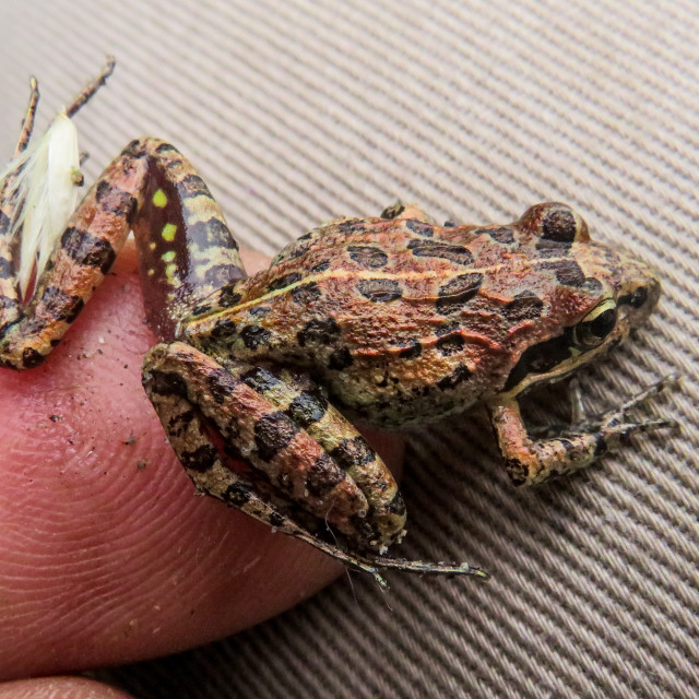 "Tiny Frog" stock image