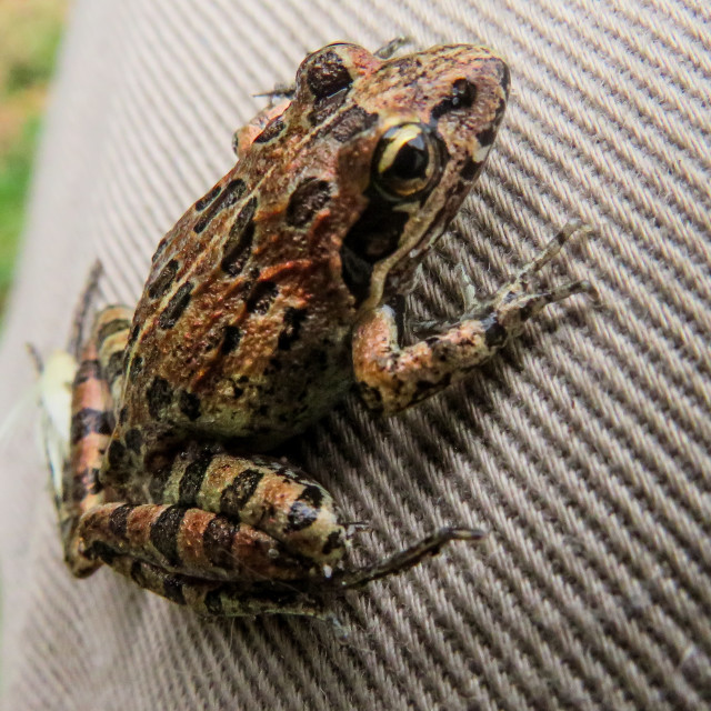 "Tiny Frog □" stock image