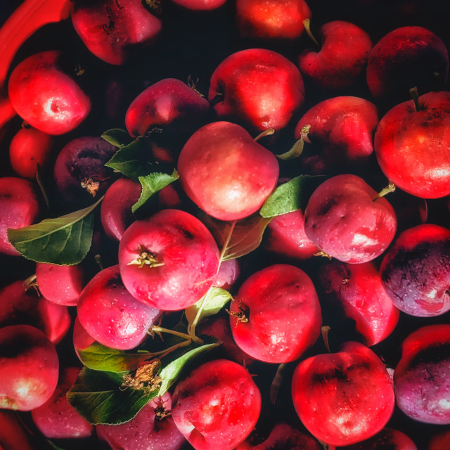 "Tiny apples" by MLLL Photography - $11.41 "Tiny apples" stock image