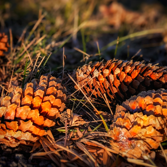 "Pinecones at dusk" by MLLL Photography - $25.35 "Pinecones at dusk" stock image
