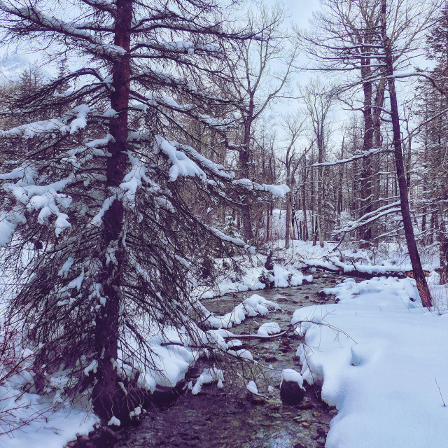 "Winter wonderland" by MLLL Photography - $31.69 "Winter wonderland" stock image