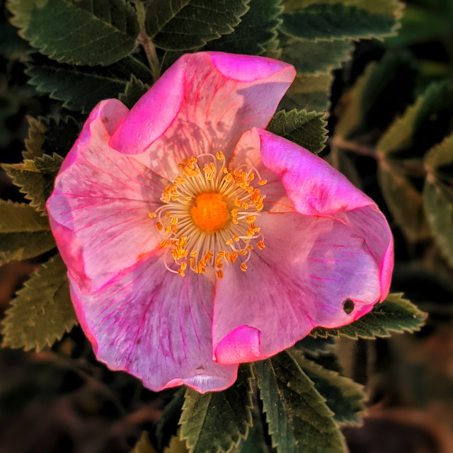 "Wild rose" by MLLL Photography - $25.35 "Wild rose" stock image