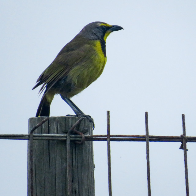 "Bird on a wire" stock image