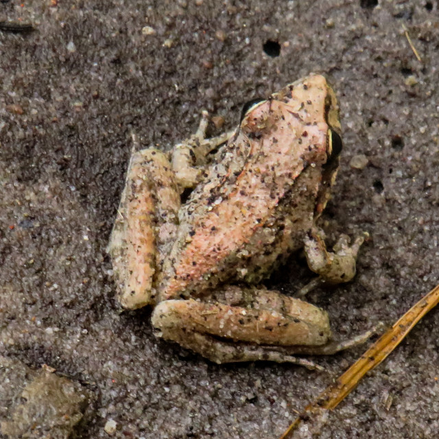 "Tiny Frog" stock image