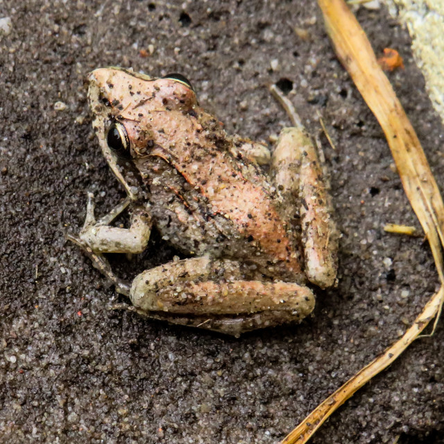 "Tiny Frog ■" stock image