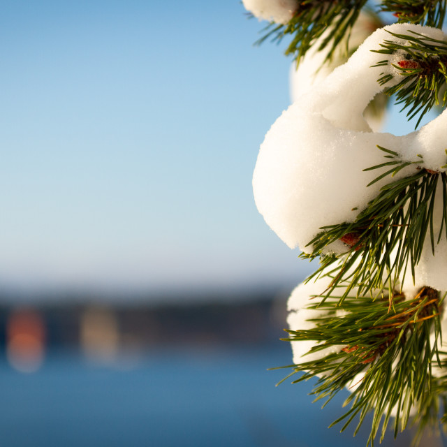 "Snowy Pine" stock image