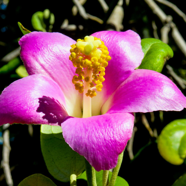 "Tree Flower" stock image