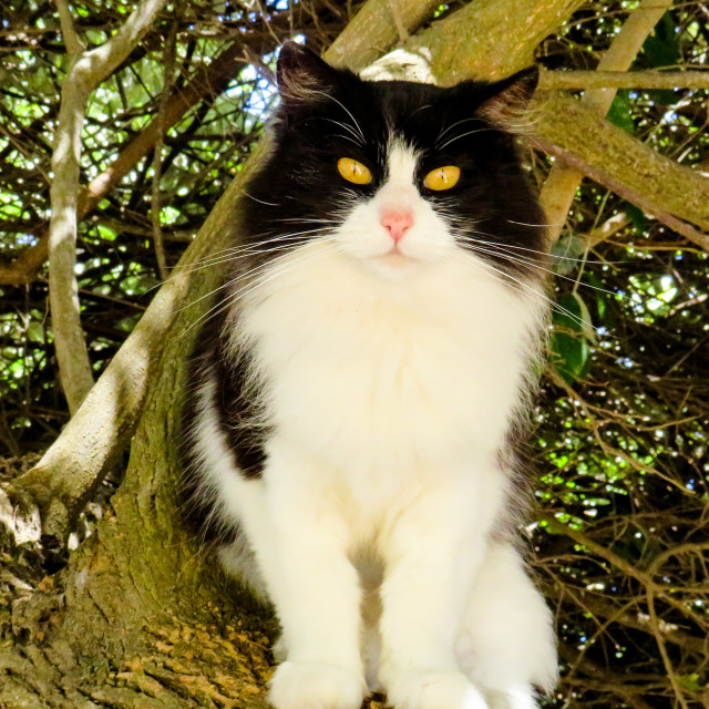 "Trail Cat" stock image