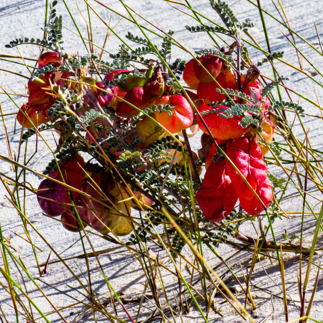 "The Glades Flowers" stock image