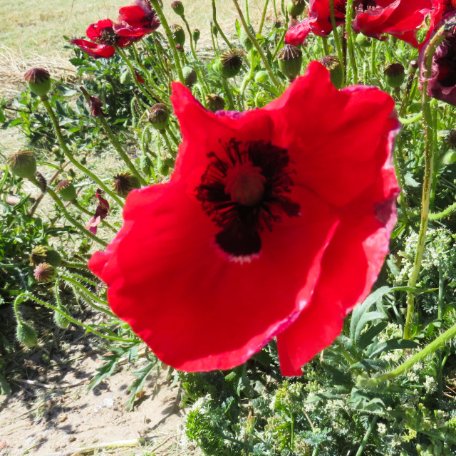 "Poppy" stock image