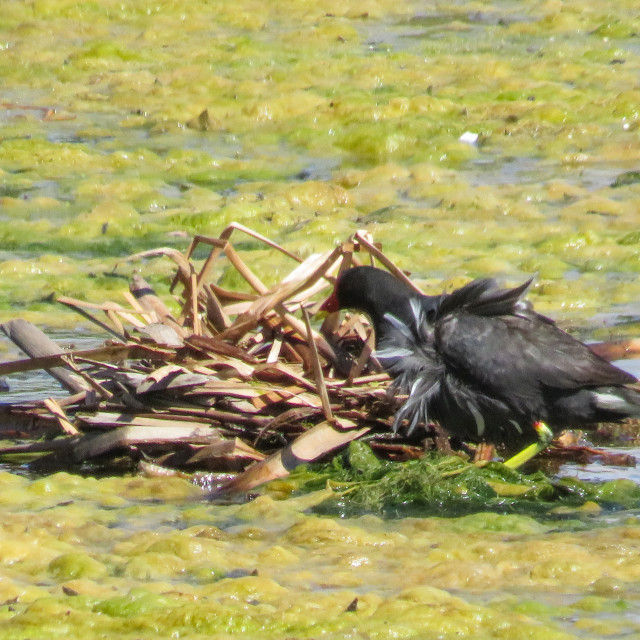 "Moorhen nest" stock image