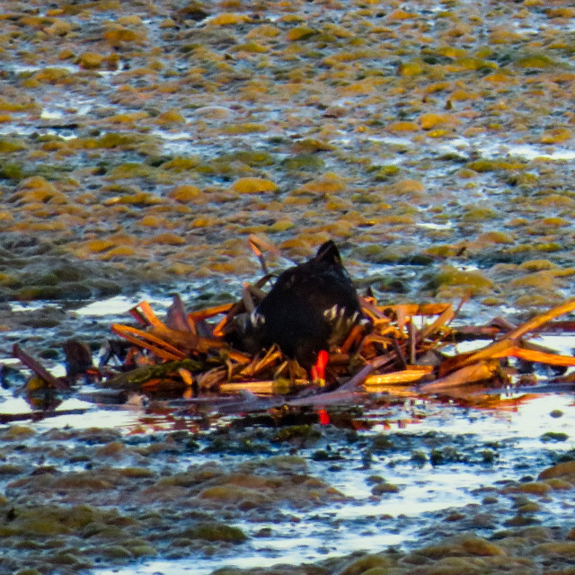 "Moorhen" stock image