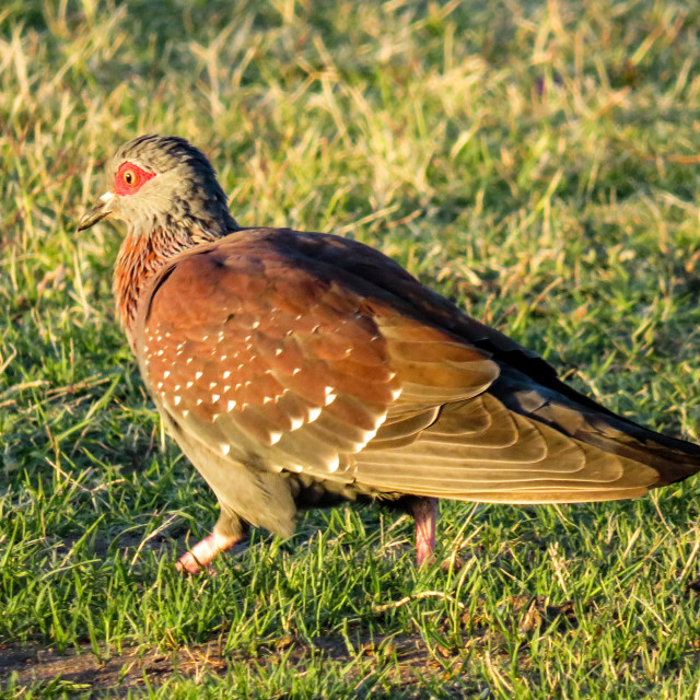 "Rock Dove" stock image