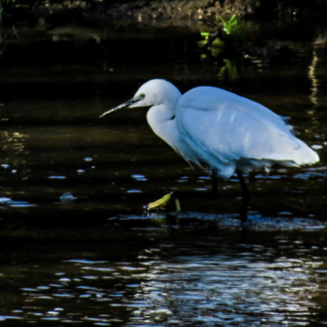 "Egret ☆" stock image