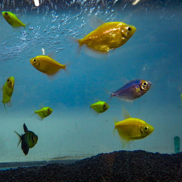 "Fish Tank" stock image