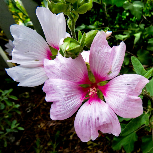 "Pink Flowers ○●" stock image