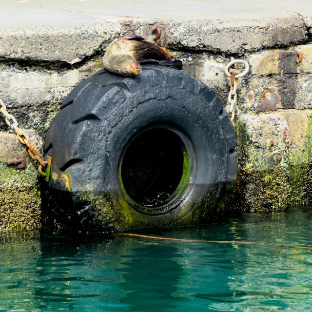 "Tyred Seal" stock image