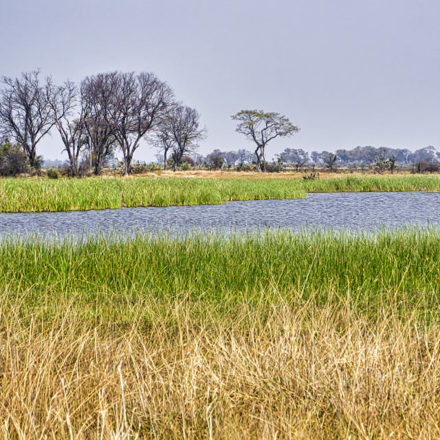 "Okavango Delta, Okavango Wetland, Botswana" stock image