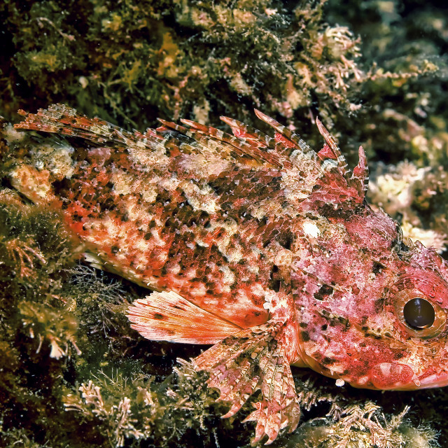 "Black Scorpionfish, Cabo Cope-Puntas del Calnegre Natural Park, Spain" stock image