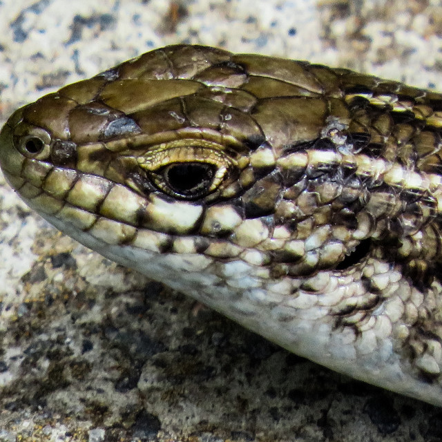 "Portrait of a Lizard" stock image